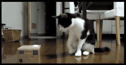 giphy (4).gif